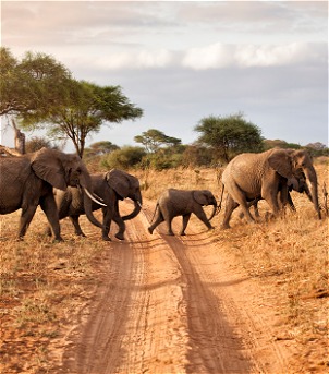 Parque Nacional Tarangire